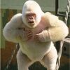 bigape420